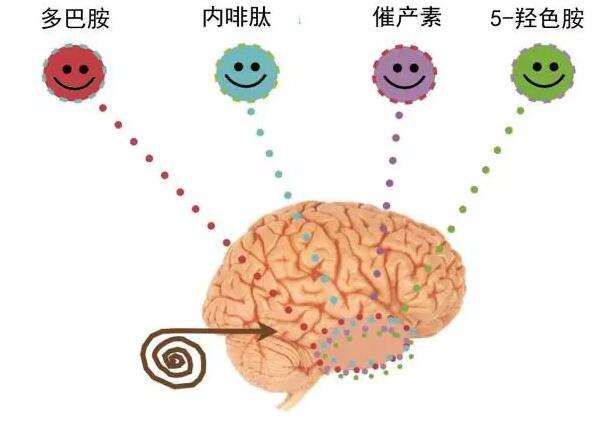 内啡肽什么意思图片